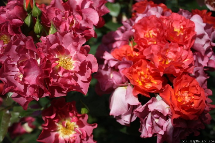 'Cinco de Mayo™ (Floribunda, Carruth, 2006)' rose photo