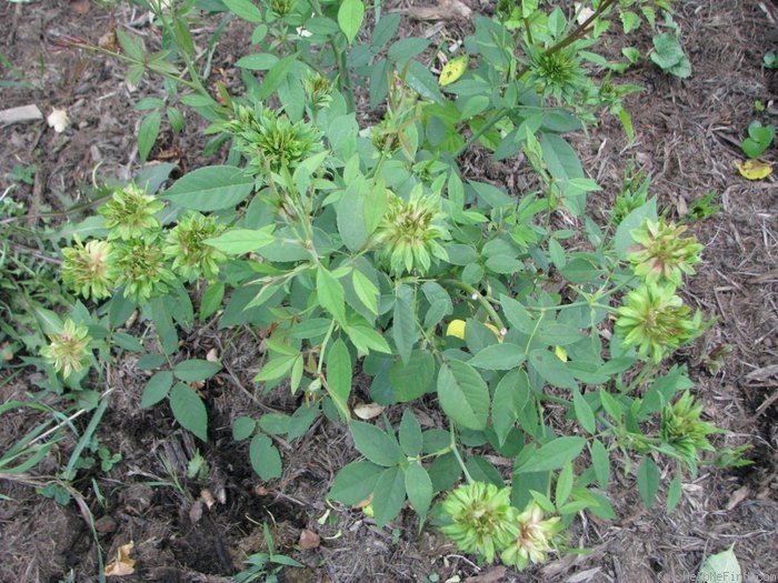 'Green Rose' rose photo