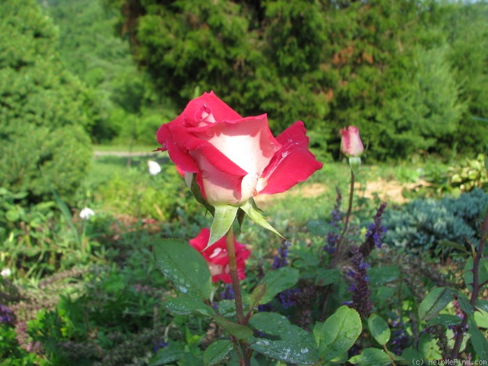 'Love (grandiflora, Warriner, 1977)' rose photo