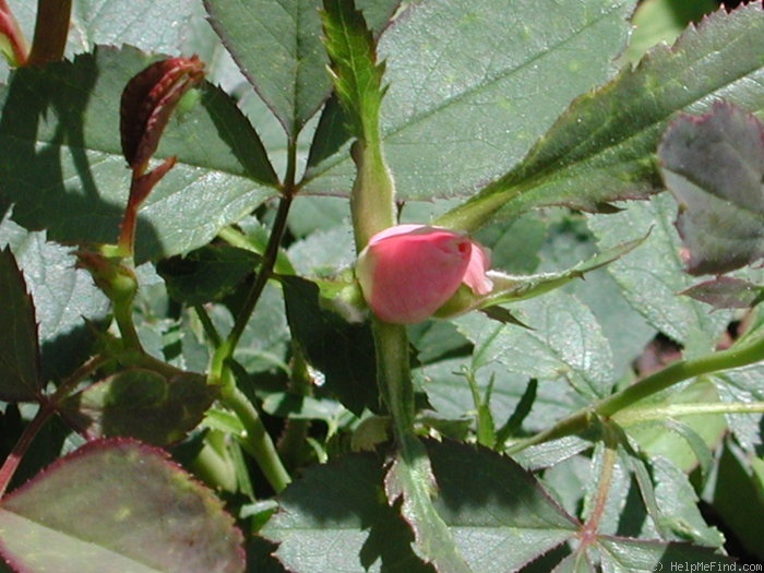 'CarlRunHat' rose photo