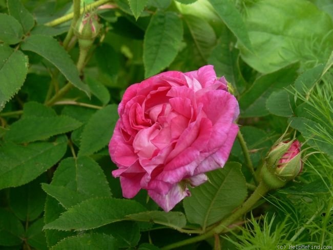 'Donna Sol' rose photo
