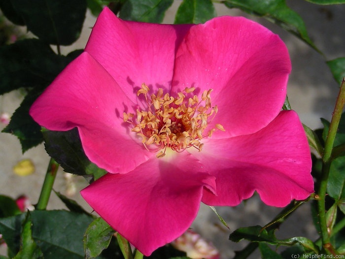 'Bonnie Jean' rose photo