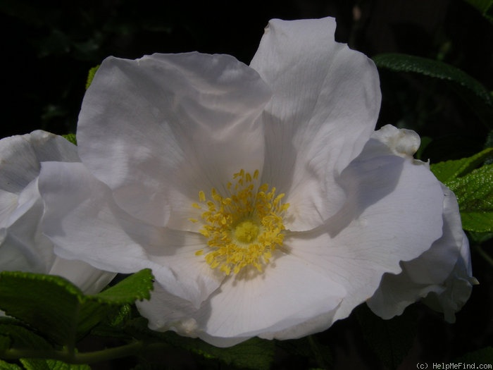 '<i>Rosa rugosa</i> 'Alba'' rose photo