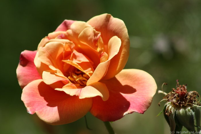'Autumn' Rose Photo
