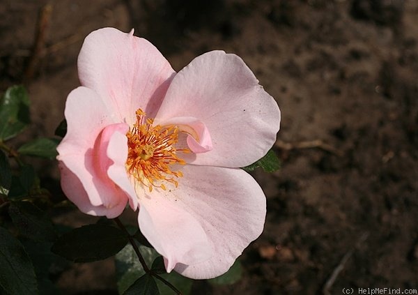 'Petit Papillon' rose photo