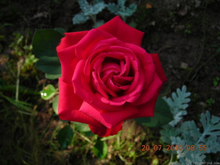 'Sophia Loren ®' rose photo