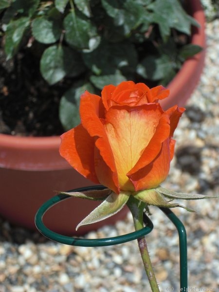 'Miss Amber' rose photo