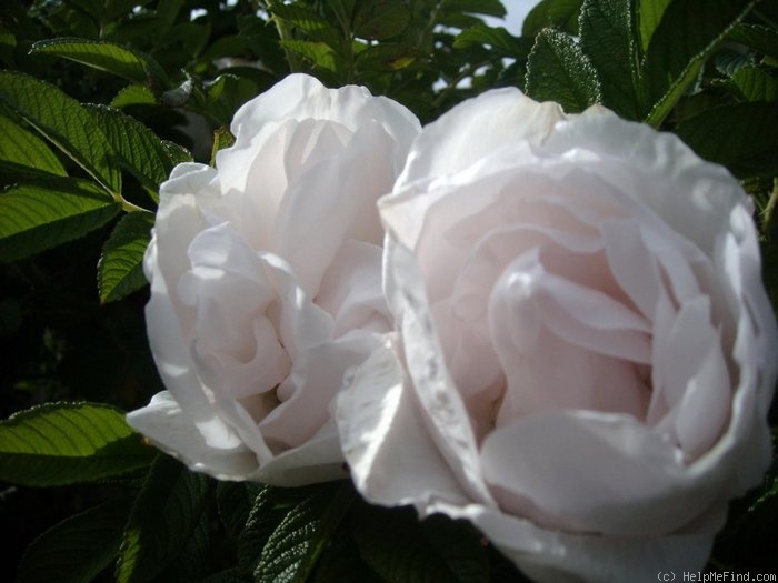 'Schnee-Eule' rose photo