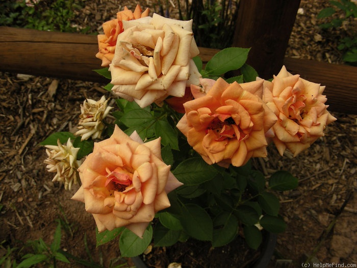'Amazing ™' rose photo