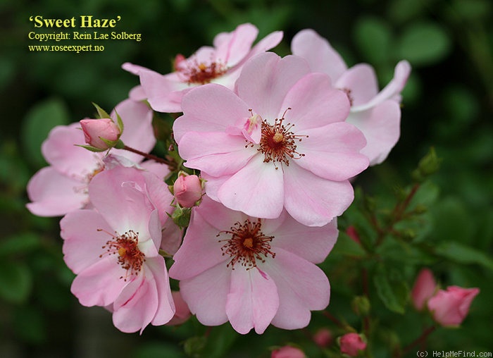 'Sweet Haze®' rose photo