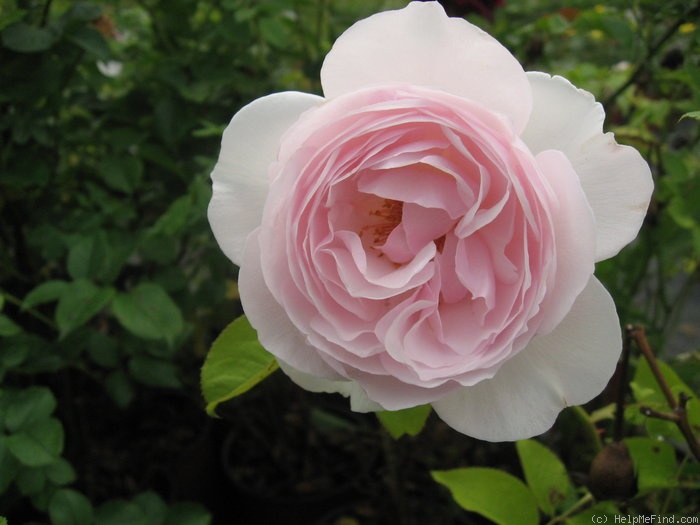 'Heritage ®' rose photo