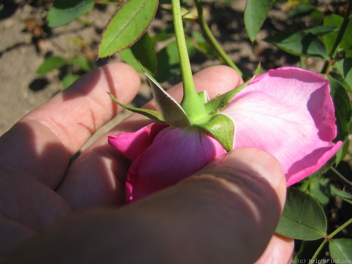 'Dr. F. Weigand' rose photo