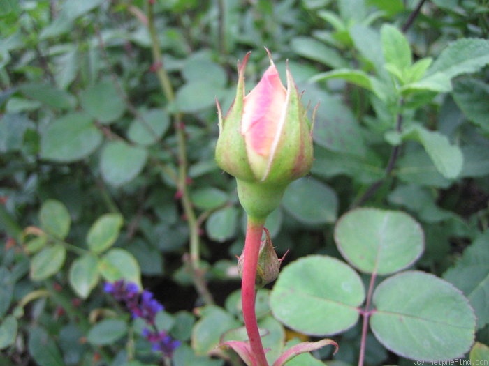 'Socrate (tea, Robert, 1858)' rose photo