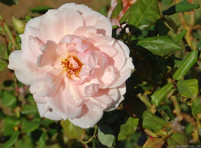 'Fairlie Rede' rose photo