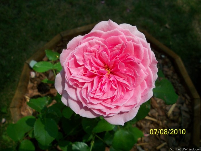 'Pretty Jessica' rose photo