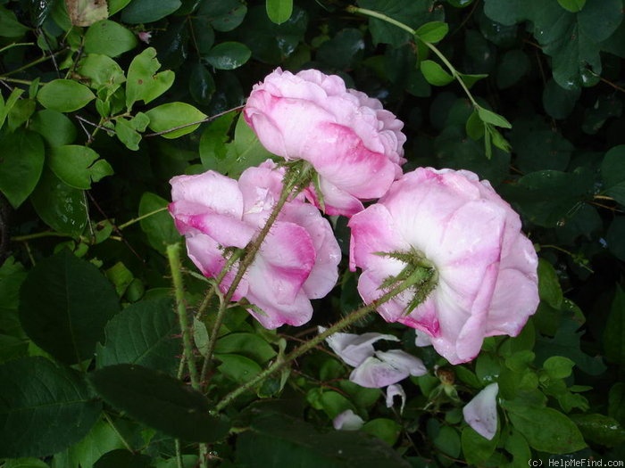 'Jeanne de Montfort' rose photo