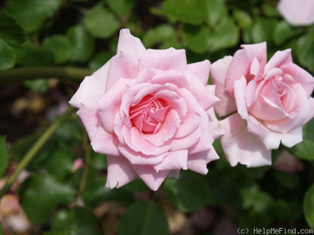 'Hymne' rose photo
