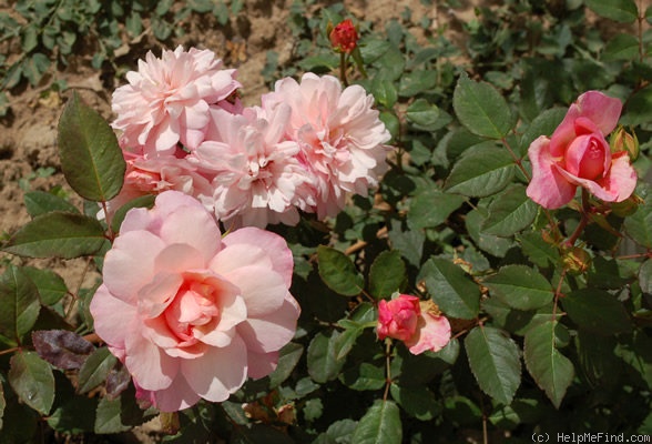 'Gruss an Aachen Rosa' rose photo