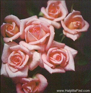'My Delight' rose photo