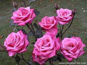 'Velvet Lustre' rose photo