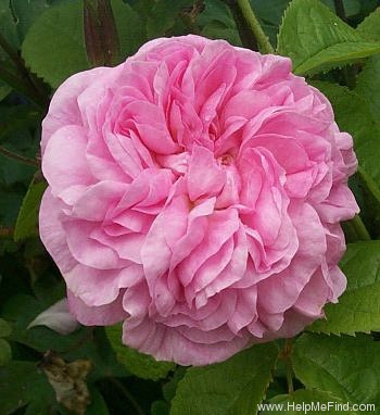 'La Ville de Bruxelles (Damask, Vibert, 1837)' rose photo