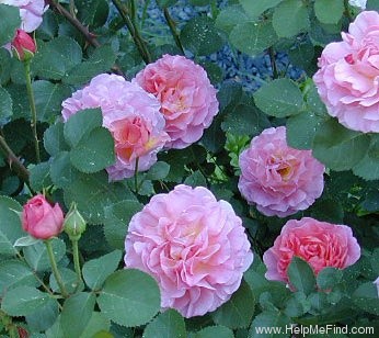 'Lilian Austin' rose photo