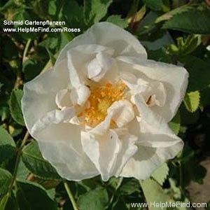 'Maxima (alba, Unknown before 1500)' rose photo