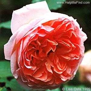 'Abraham Darby' rose photo