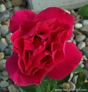 'Mister Lincoln' rose photo