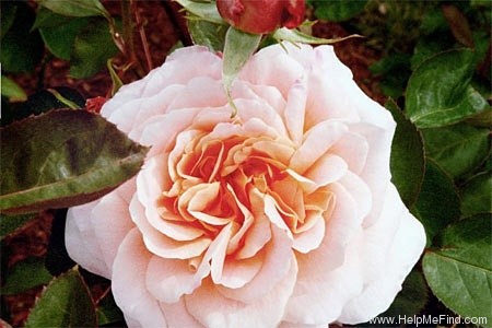 'Tamara (floribunda, Kordes, 1990)' rose photo