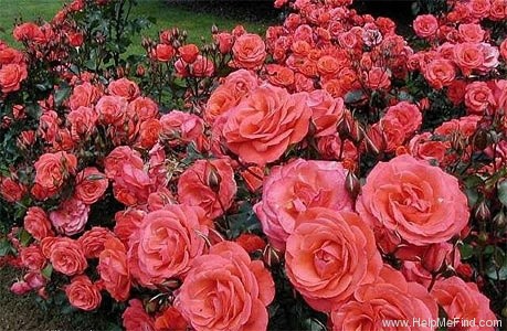 'Hikurangi' rose photo