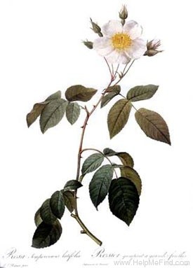 'R. sempervirens latifolia' rose photo