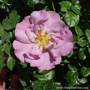 'Angel Darling' rose photo