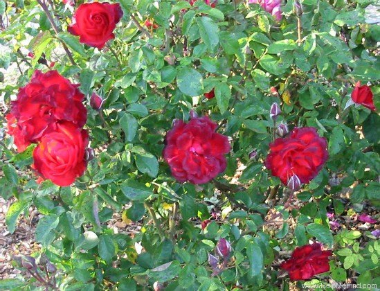 'Karla (floribunda, Fryer, 1992)' rose photo