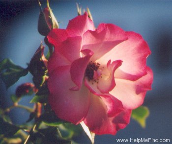 'Cocorico 89' rose photo