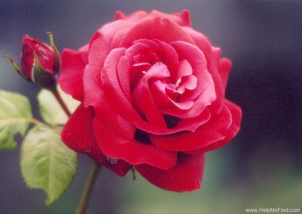'Terracotta (hybrid tea, Simpson, 2001)' rose photo
