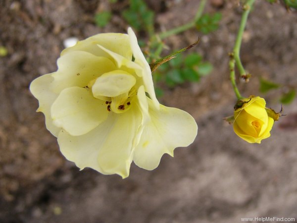 'Aspen' rose photo