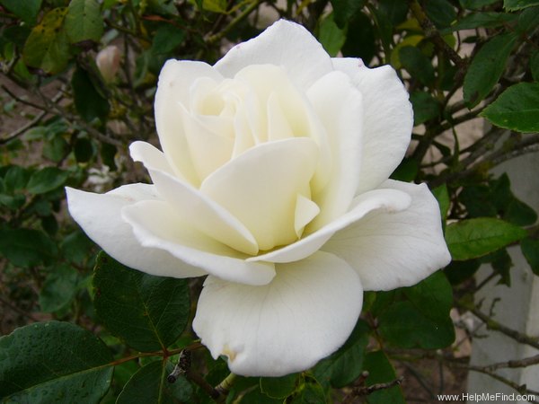 'Fée des Neiges, Cl.' rose photo