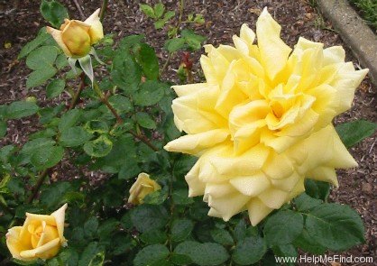 'Golden Masterpiece' rose photo