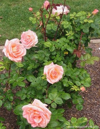 'Summer Dream (hybrid tea, Warriner, 1986)' rose photo