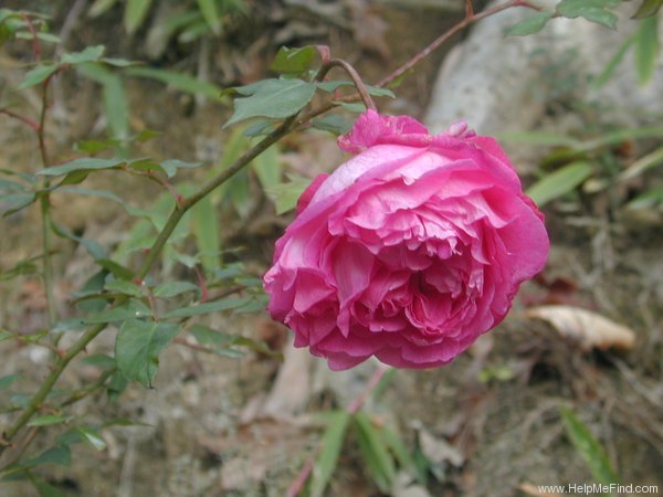 'Souvenir de François Gaulain' rose photo