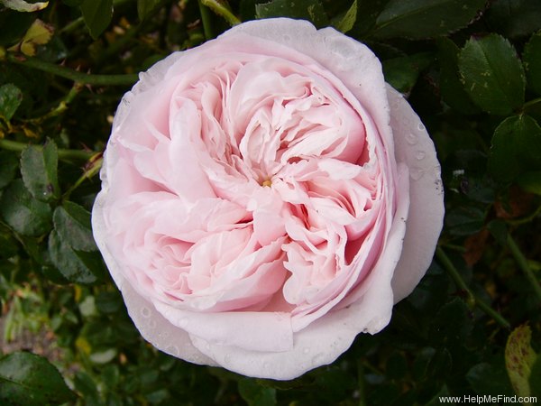 'Souvenir de la Malmaison, Cl.' rose photo