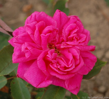 'Ovid' rose photo