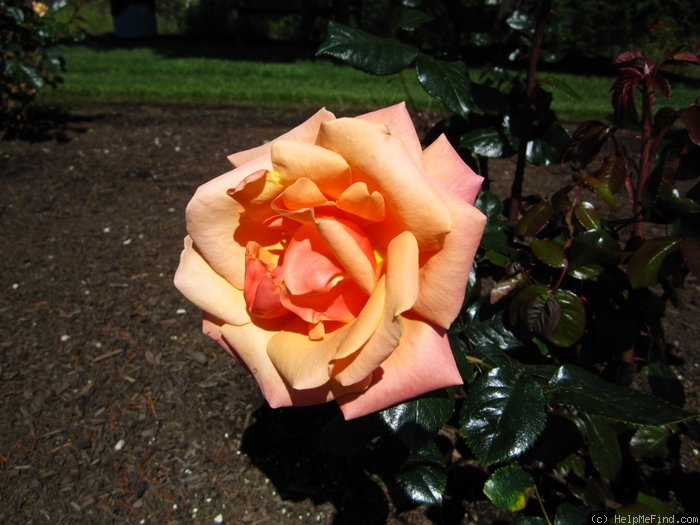 'High Sheriff (hybrid tea, Harkness before 1989)' rose photo