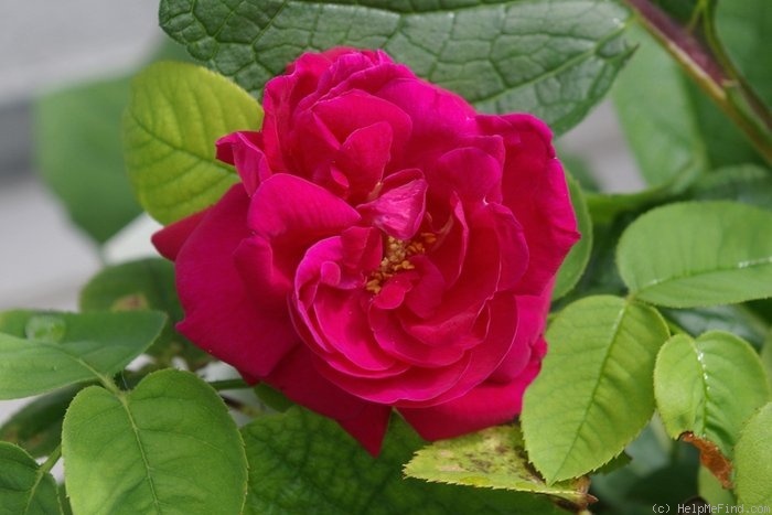 'A. Geoffroy de St. Hilaire' rose photo