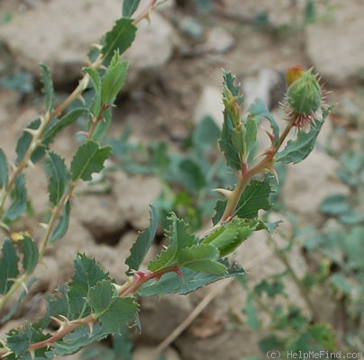 '<I>Hulthemia persica</I>' rose photo