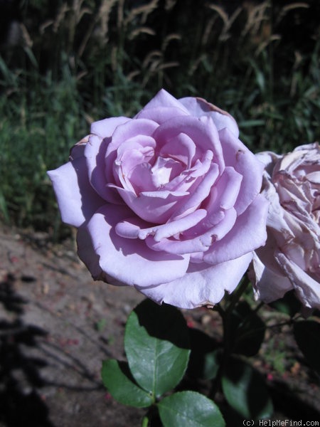 'Blue Girl (hybrid tea, Kordes, 1964)' rose photo