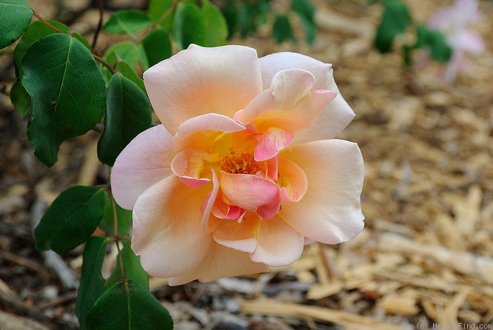 'Bishop Darlington' rose photo