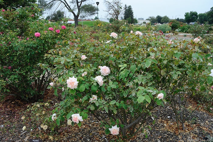 'Catherine Mermet' rose photo