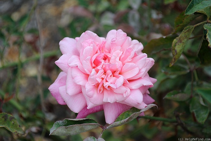 'Dr. Grill' rose photo